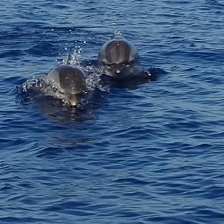 Casa Armonia Πίτσο