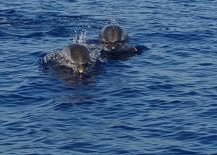 Casa Armonia ピッツォ